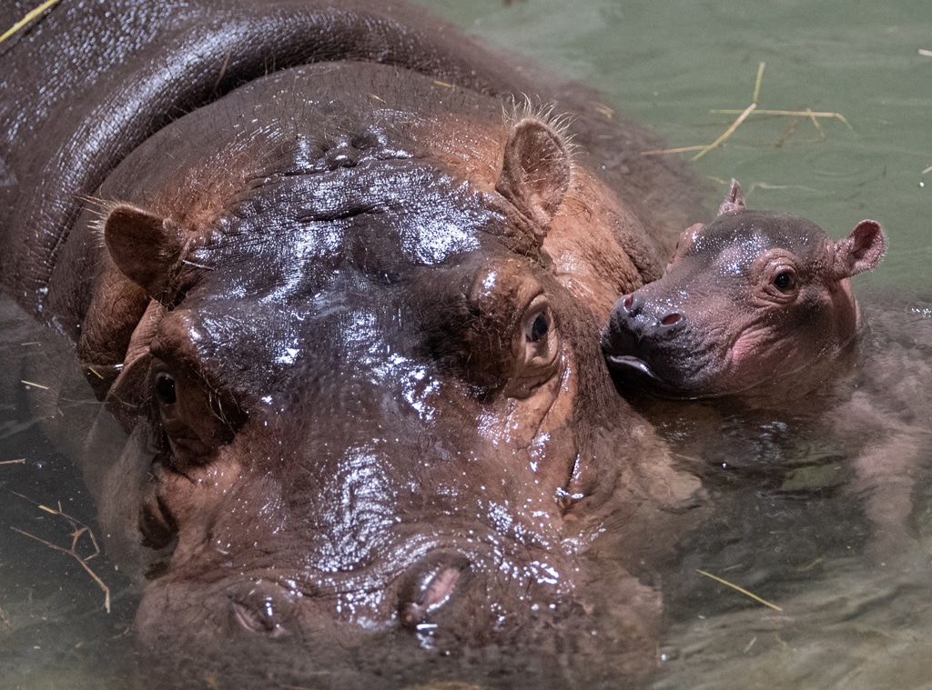 Cincinnati Zoo Reveals Sex of Fiona the Hippo's New Sibling - E! Online